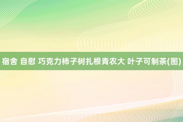 宿舍 自慰 巧克力柿子树扎根青农大 叶子可制茶(图)